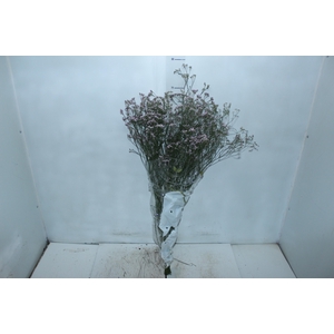 LIMONIUM 080 CM ROXO
