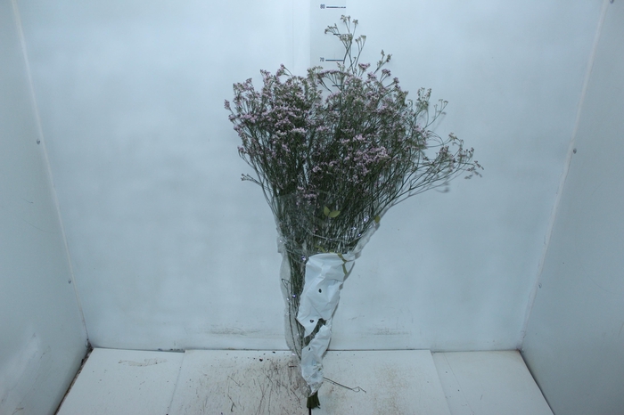 <h4>LIMONIUM 080 CM ROXO</h4>