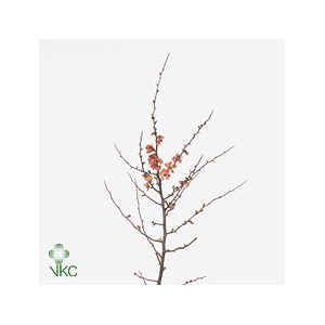 CHAENOMELES SUPERBA 100CM