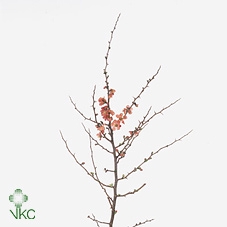 CHAENOMELES SUPERBA 100CM
