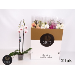 PHAL GEM 7 KL