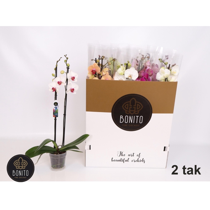 <h4>PHAL GEM 7 KL</h4>
