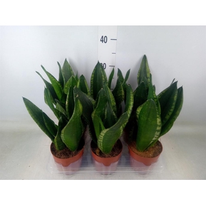 Sansevieria trifa.   ...