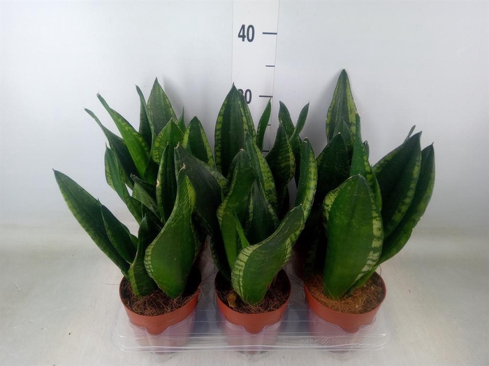<h4>Sansevieria trifa.   ...</h4>
