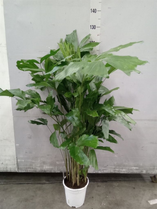 <h4>Caryota mitis</h4>