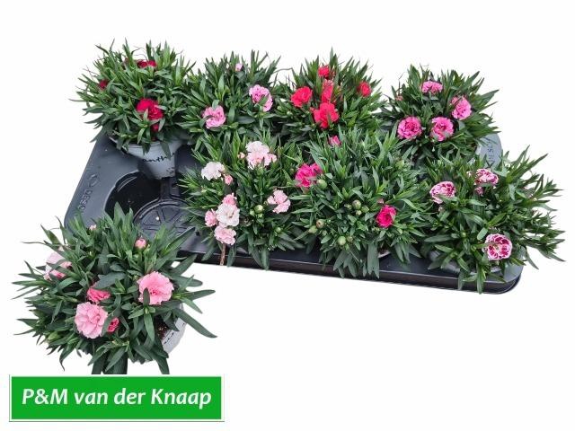 <h4>DIAN GEMENGD</h4>