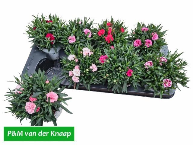 <h4>DIAN GEMENGD</h4>