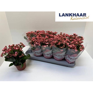 .Kalanchoe blossfeldiana gevuld perfecta pink