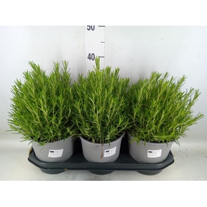 Rosmarinus offi.   ...