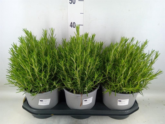 <h4>Rosmarinus offi.   ...</h4>