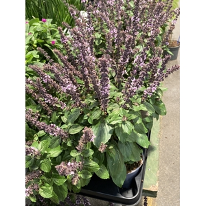 Ocimum basilicum 'Magic Mountain'