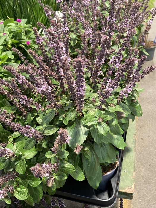 <h4>Ocimum basilicum 'Magic Mountain'</h4>