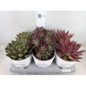Echeveria   ...mix
