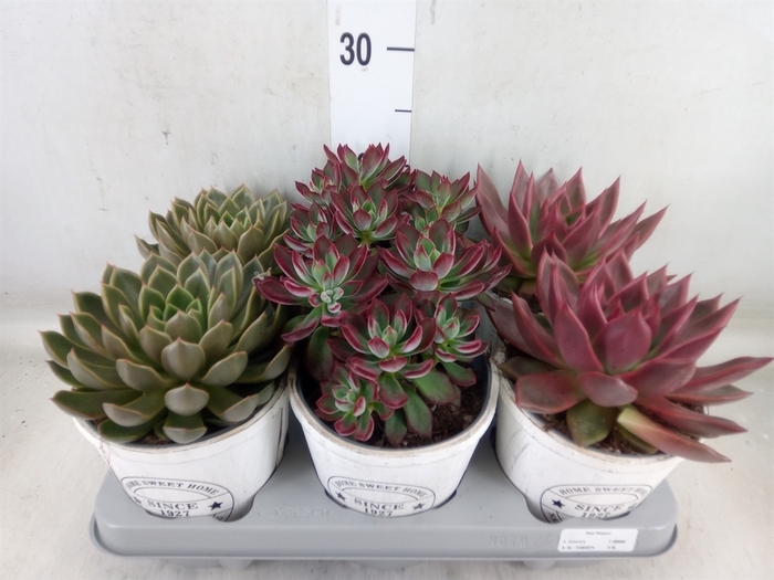 <h4>Echeveria   ...mix</h4>