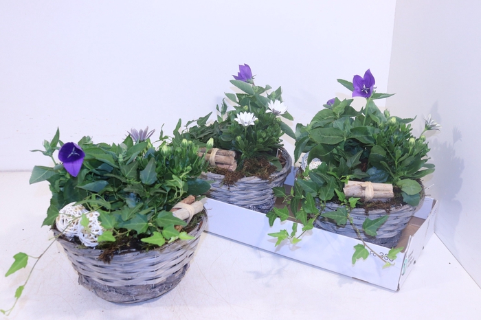 <h4>ARR TUINPLANTEN</h4>