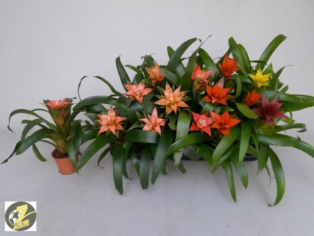 <h4>GUZM GEM 5 SRT</h4>