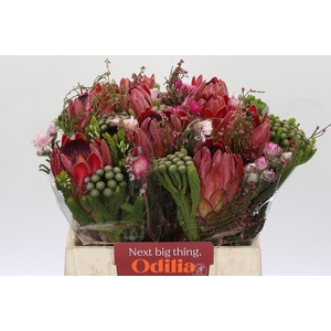 BQ Protea Silvia SFB