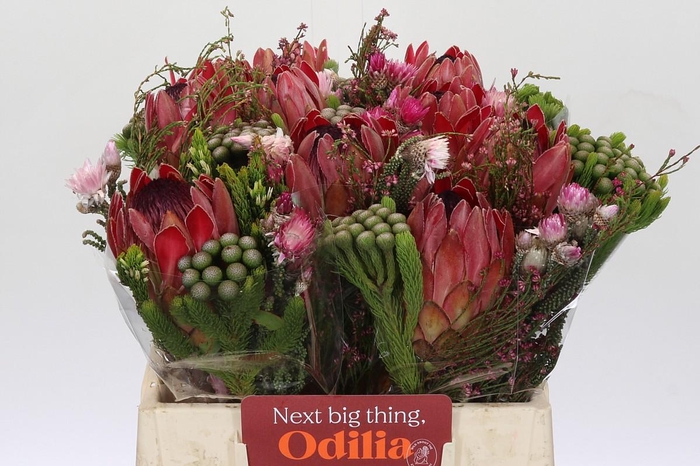 <h4>BQ Protea Silvia SFB</h4>