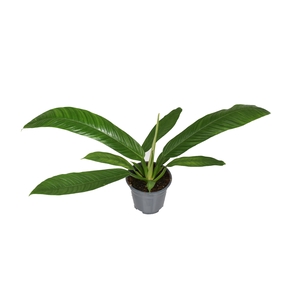 Philodendron Campii p14