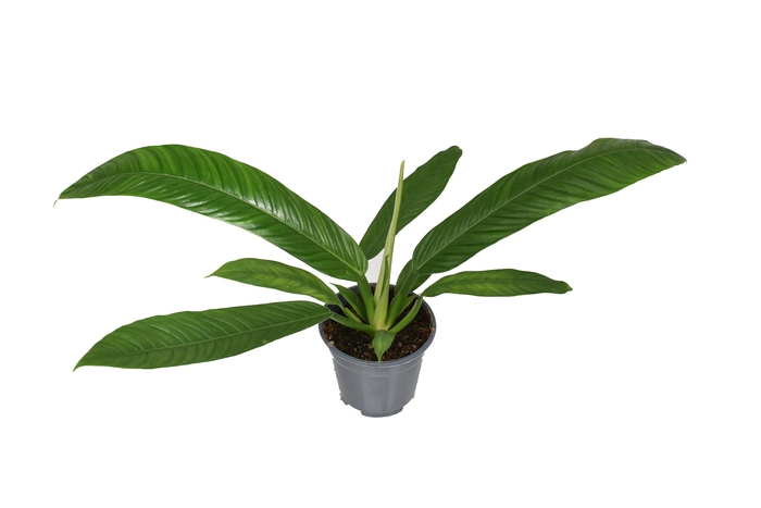 <h4>Philodendron Campii p14</h4>