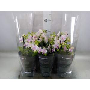 Phalaenopsis multi.   ...