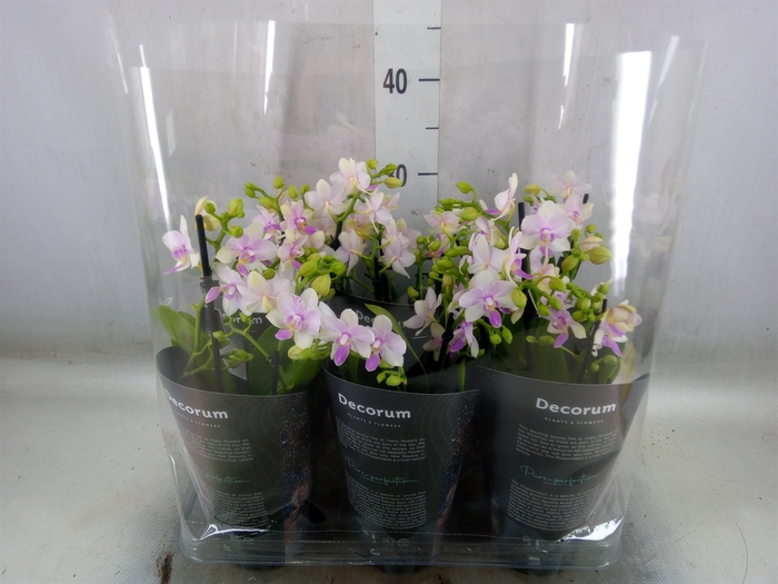 <h4>Phalaenopsis multi.   ...</h4>