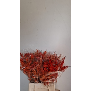Ilex Orange Glow Drielen