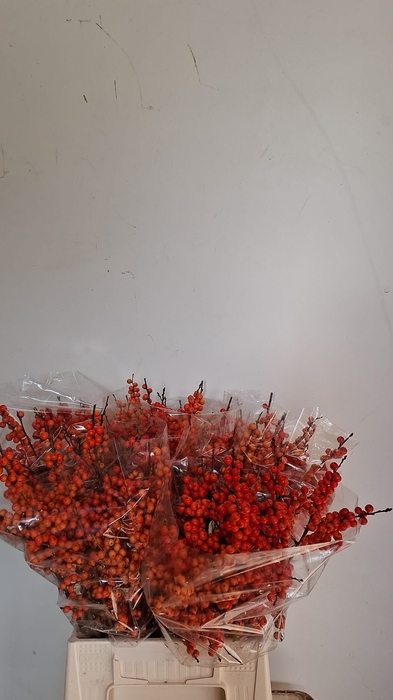 <h4>Ilex Orange Glow Drielen</h4>