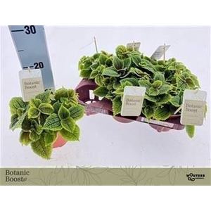 Pilea mollis 'Moon Valley'