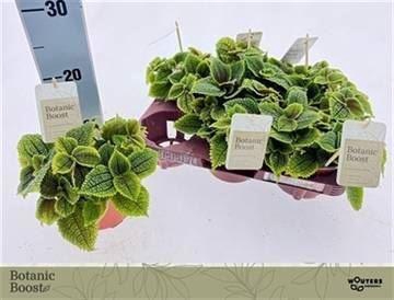 <h4>Pilea mollis 'Moon Valley'</h4>