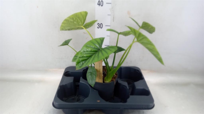 <h4>Alocasia   ...</h4>