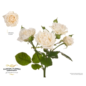 Rosa Spray Bridal Flow