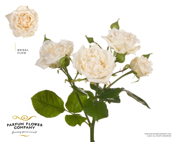 <h4>Rosa Spray Bridal Flow</h4>