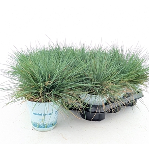 FEST GL COMPACT BLUE