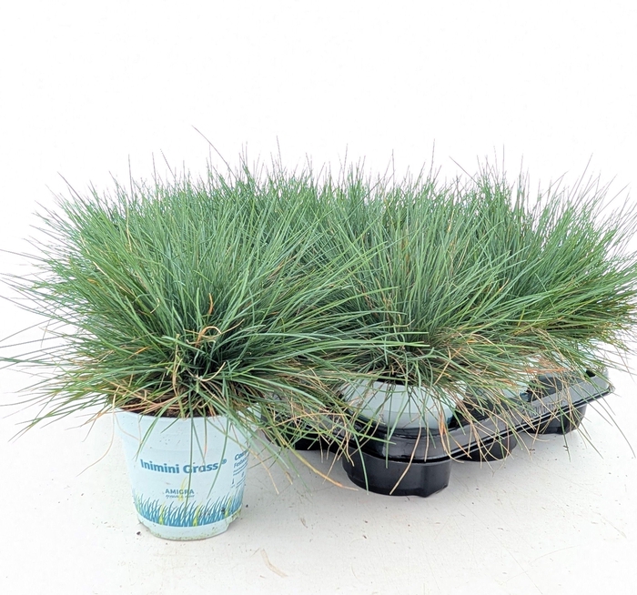 <h4>FEST GL COMPACT BLUE</h4>