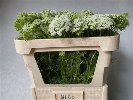 <h4>Ammi Visnaga</h4>