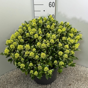 Skimmia japonica 'White Dwarf'