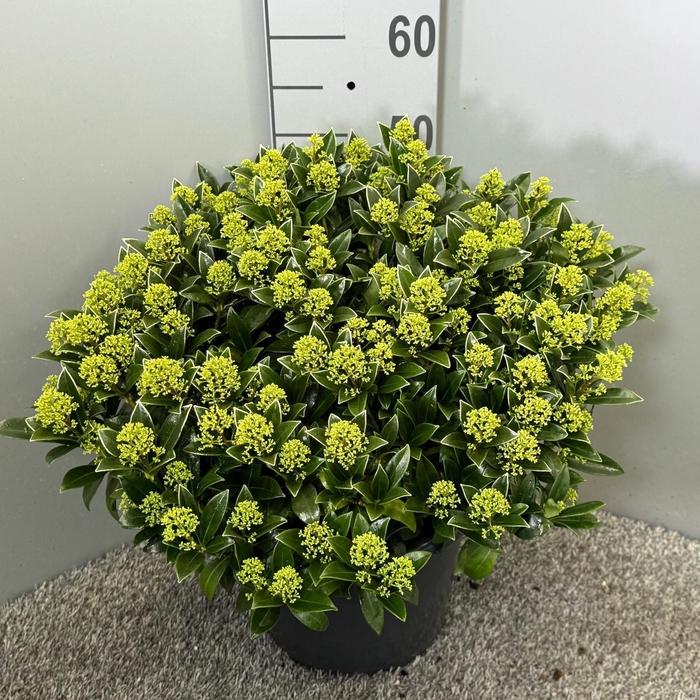 <h4>Skimmia japonica 'White Dwarf'</h4>