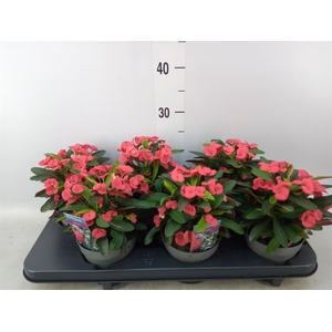 Euphorbia milii 'Maxi Olympia'