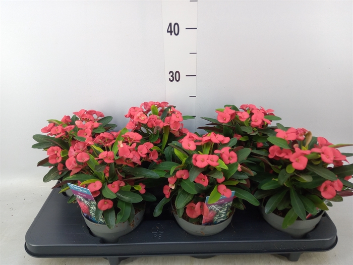 <h4>Euphorbia milii 'Maxi Olympia'</h4>