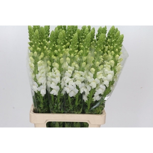 Antirrhinum Potomac White