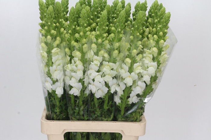<h4>Antirrhinum Potomac White</h4>