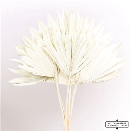 <h4>Dried Palm Sun 6pc Mint Green Bunch</h4>