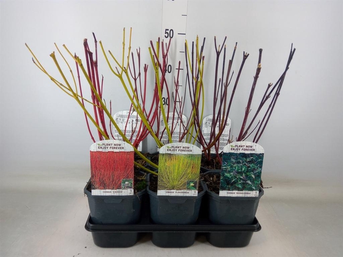 <h4>Cornus   ...</h4>