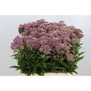Eupatorium Purpureum