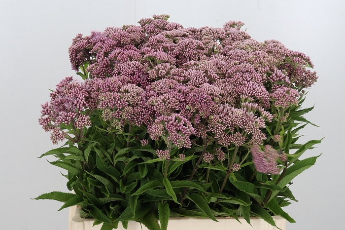 <h4>Eupatorium Purpureum</h4>