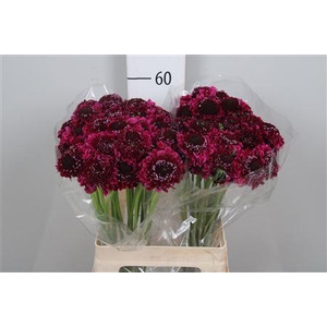 Scab At F D Purple Scoop