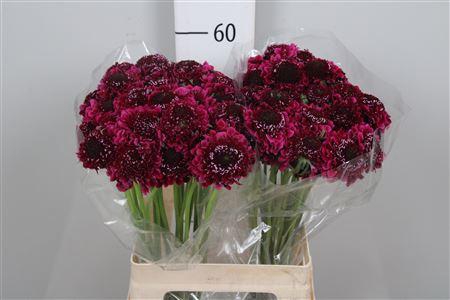 <h4>Scab At F D Purple Scoop</h4>