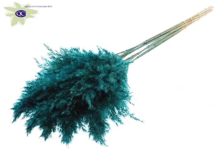 Pampas Grass 70cm 10st/bunch Turquoise