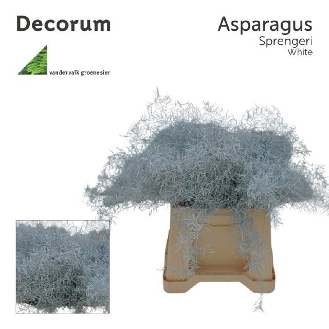 <h4>ASP OV KLB H%</h4>